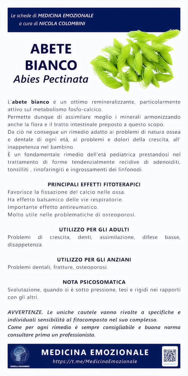 abete bianco