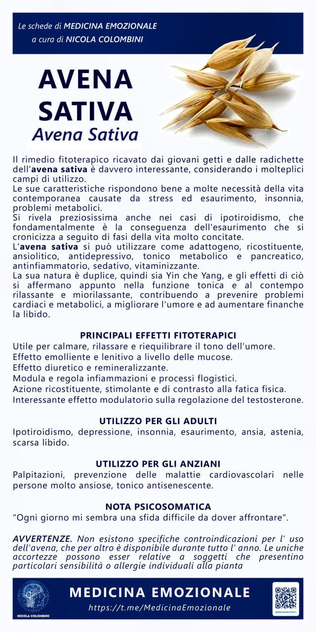avena sativa