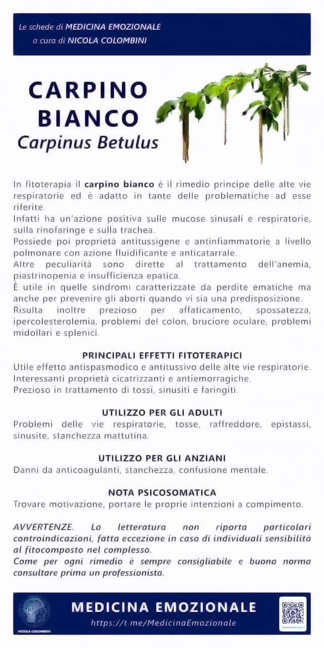 carpino