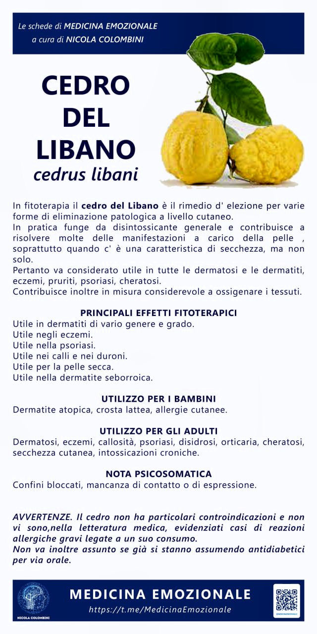cedro del libano
