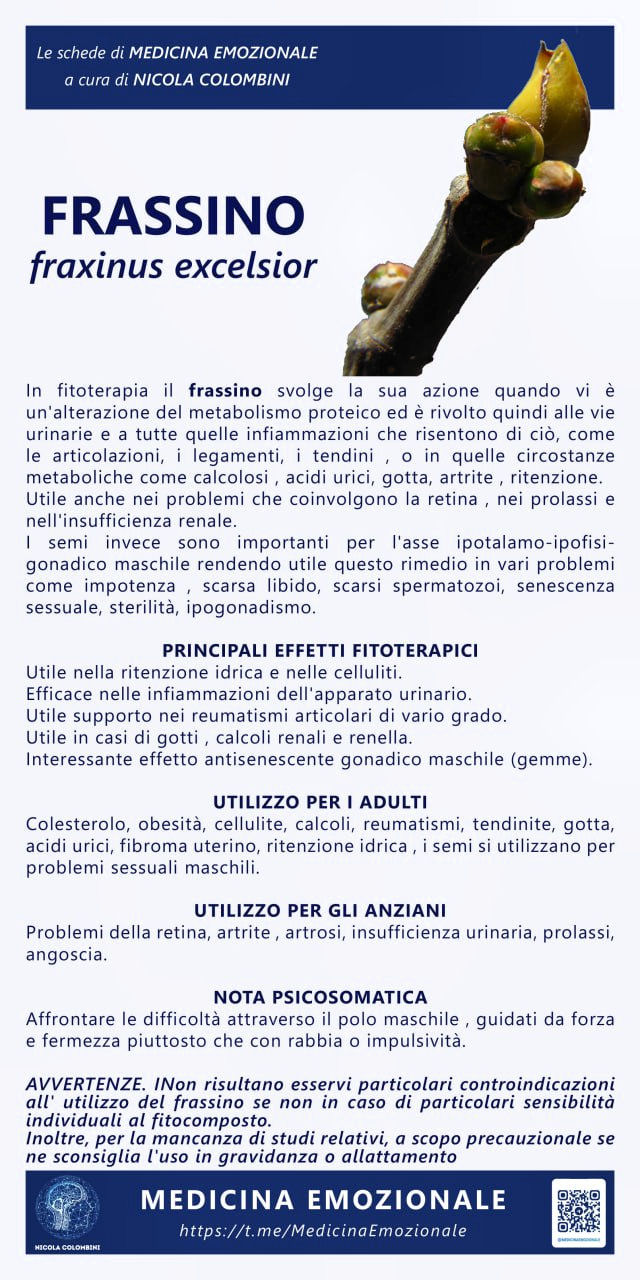 frassino