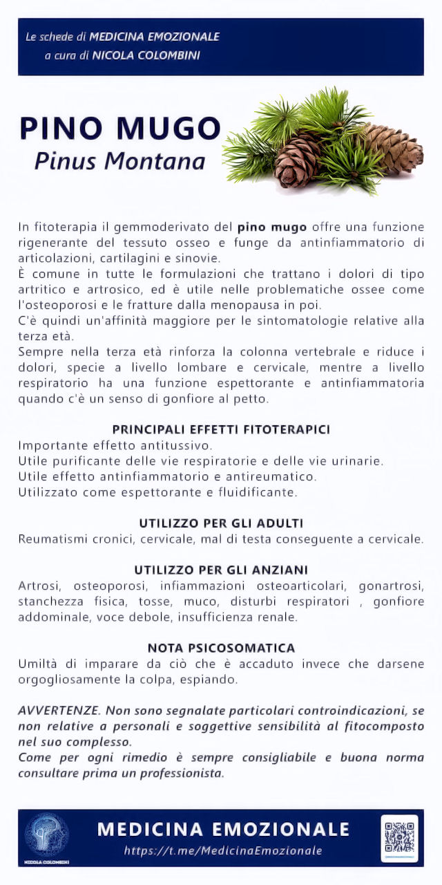 pino mugo