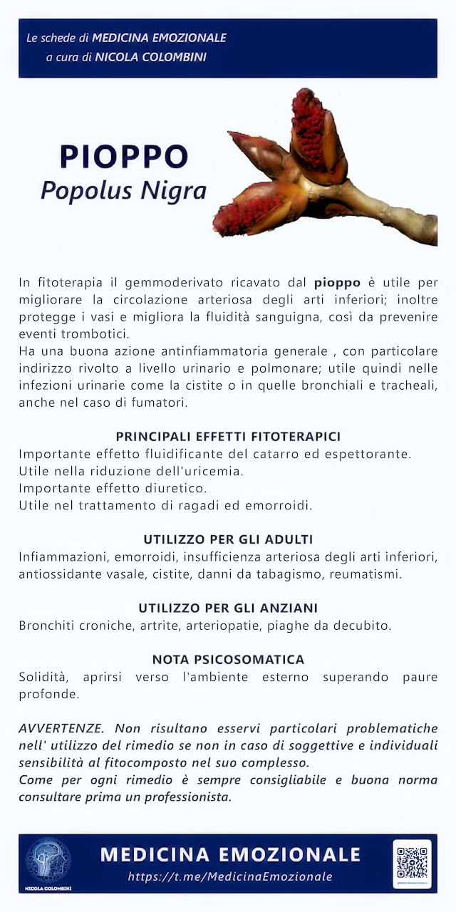 pioppo nero