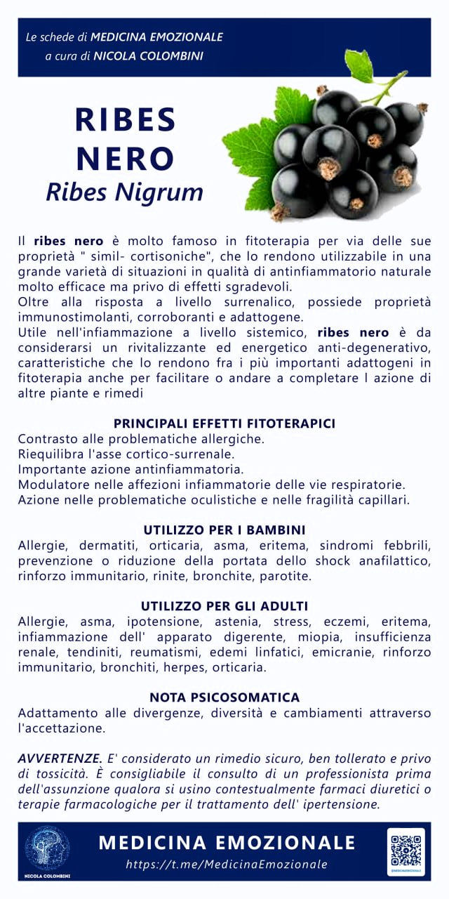 ribes nero